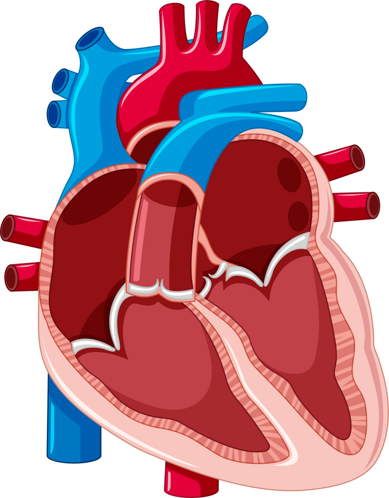 Human Heart Illustration